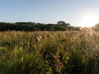Dunsdon named as a Coronation Meadow