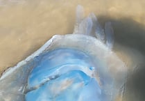 Huge barrel jellyfish wash up on Bude beaches 