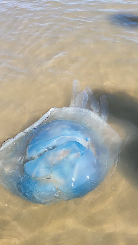 A barrel jellyfish on Summerleaze beach