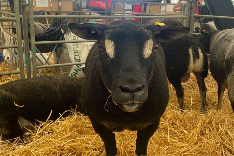 A badger eyed texel at Royal Cornwall Show 2023
