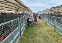 Royal Cornwall Show: All the fun from the morning of Day 2