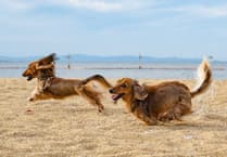 Cornish beaches set to lift dog ban as season comes to a close