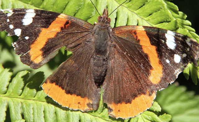 Naturewatch with Ray Roberts "Meadowsweet was used to flavour mead"