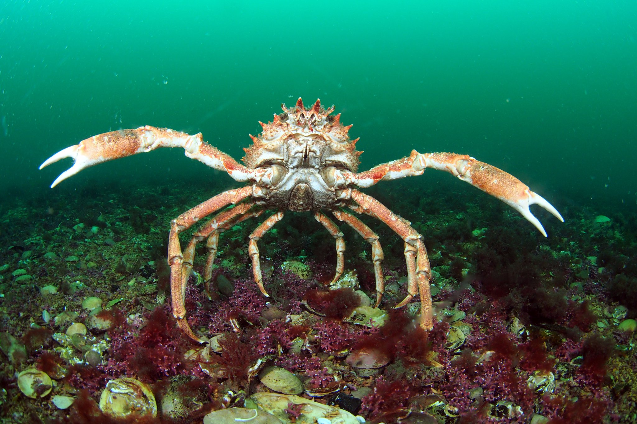 Cornwall Wildlife Trust celebrate National Marine Week