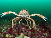 Cornwall Wildlife Trust celebrate National Marine Week