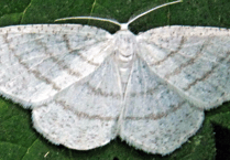 Naturewatch: Rare sighting of silky wave moth in Cornwall 