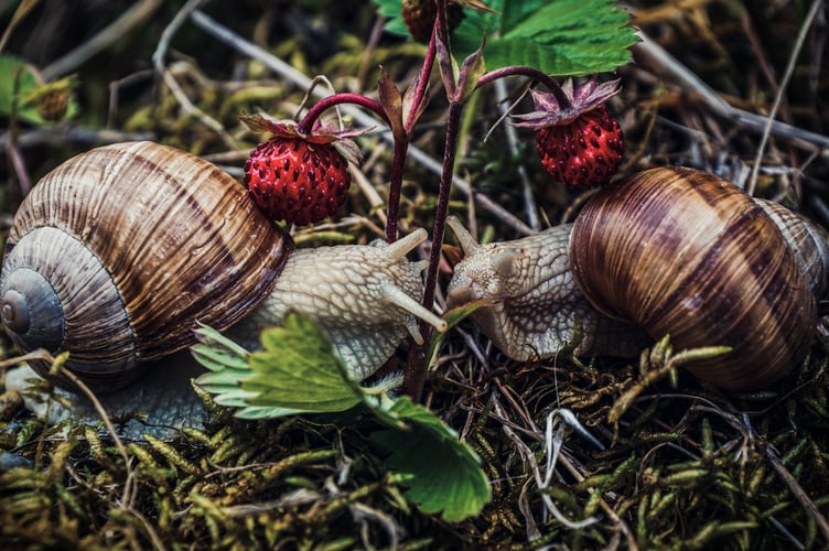 African Land Snail spotted in Midsomer Norton