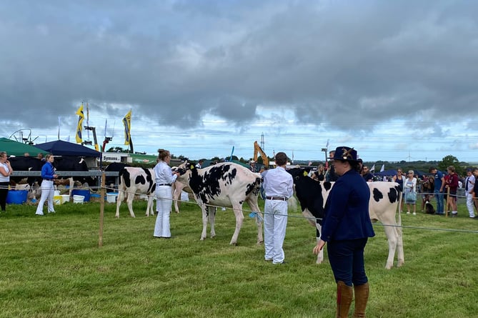 The second cattle showing class of the day takes place at Holsworthy show with the Holstein cattle.