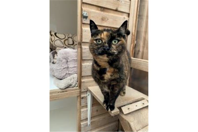 Caring for cats for more than 30 years