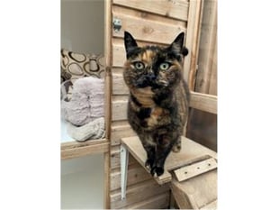 Caring for cats for more than 30 years