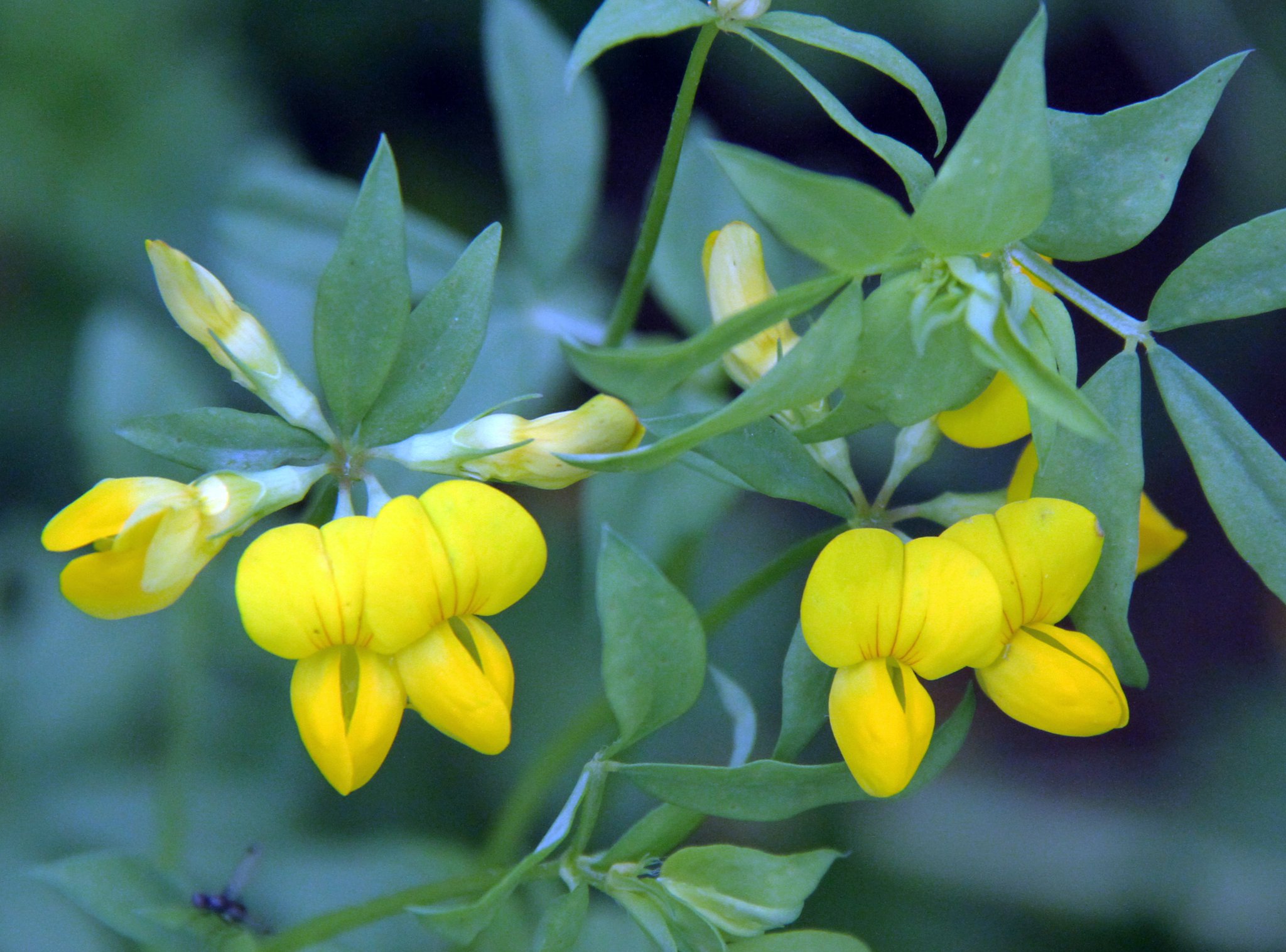 Naturewatch with photographer Ray Roberts