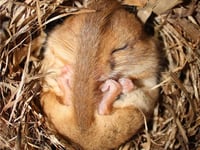 Heat spike ahead could bring boost to soon-to-be hibernating wildlife