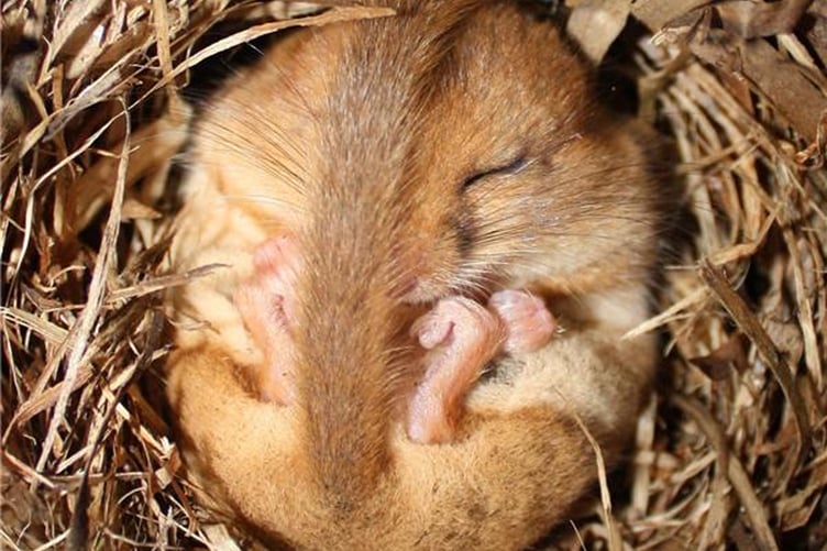 Dormouse