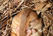 Heat spike ahead could bring boost to soon-to-be hibernating hedgehogs and dormice