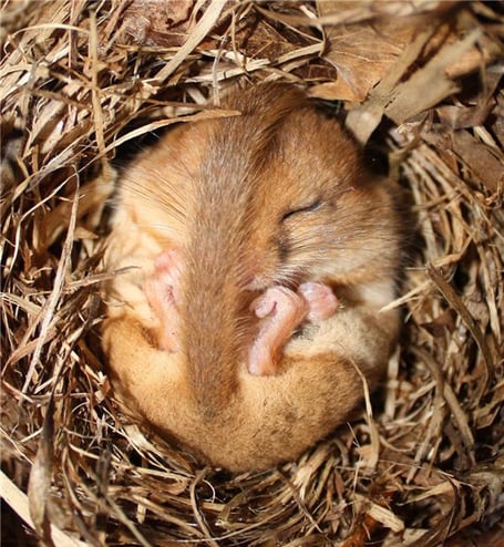 Dormouse