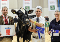 Holsworthy homebred dairy cows top board at show