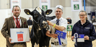 Holsworthy homebred dairy cows top board at show