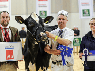 Holsworthy homebred dairy cows top board at show