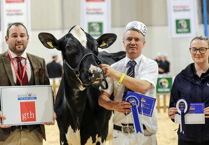 Holsworthy homebred dairy cows top board at show
