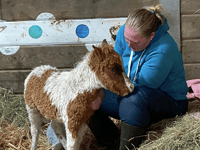 Crowdfunder launched to save orphaned foals