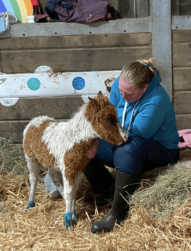 One of the young foals in The Hugs Foundation’s care