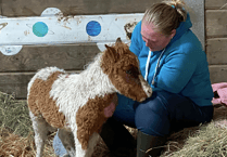Crowdfunder launched to save orphaned foals