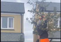 Bodmin builders praised after rescuing cat stuck in tree
