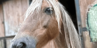 Bodmin pony rehabilitation centre appeals for help