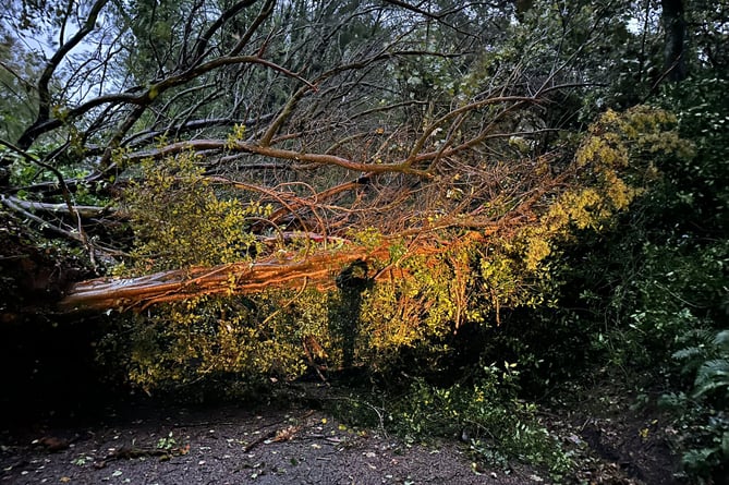 A fallen tree in North Cornwall after Storm Ciaran