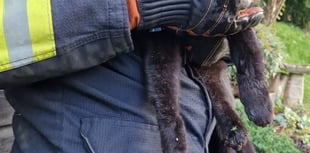 Fire crews rescue cat wedged between shed and wall 