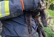 Fire crews rescue cat wedged between shed and wall 