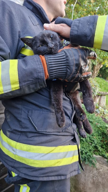 The cat rescued by fire crews