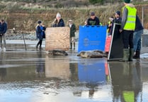 Cornish Seal Sanctuary celebrates first pup release with ‘Judi Dench’