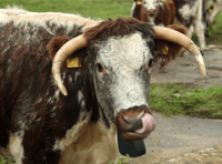 £30,000 to help Cornwall's “monumental” nature recovery scheme