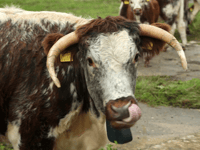 £30,000 to help Cornwall's “monumental” nature recovery scheme