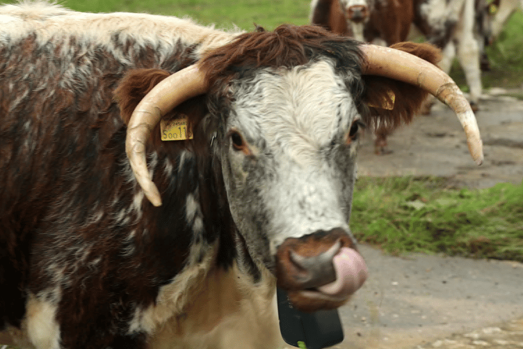 Long Horn cattle have been introduced to Helman Tor