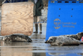 Seal named 'Just Dench' release from Cornish Seal Sanctuary