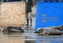 Seal named 'Just Dench' release from Cornish Seal Sanctuary