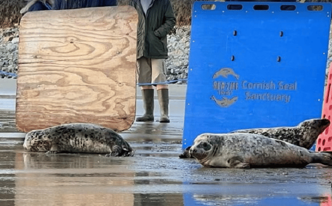 Judy Dench seal released from Cornish Seal Sanctuary