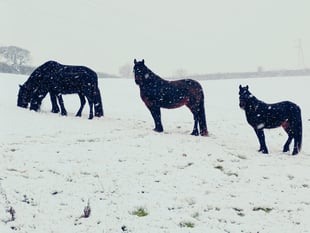Gallery: See the Cornwall winter snaps taken by our photography club 