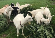 Goat farm feeds for legged residents with Christmas trees