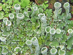 Naturewatch: Lichen could be hundreds of years old