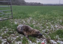RSPCA reveals some of 2023's wackiest animal rescues