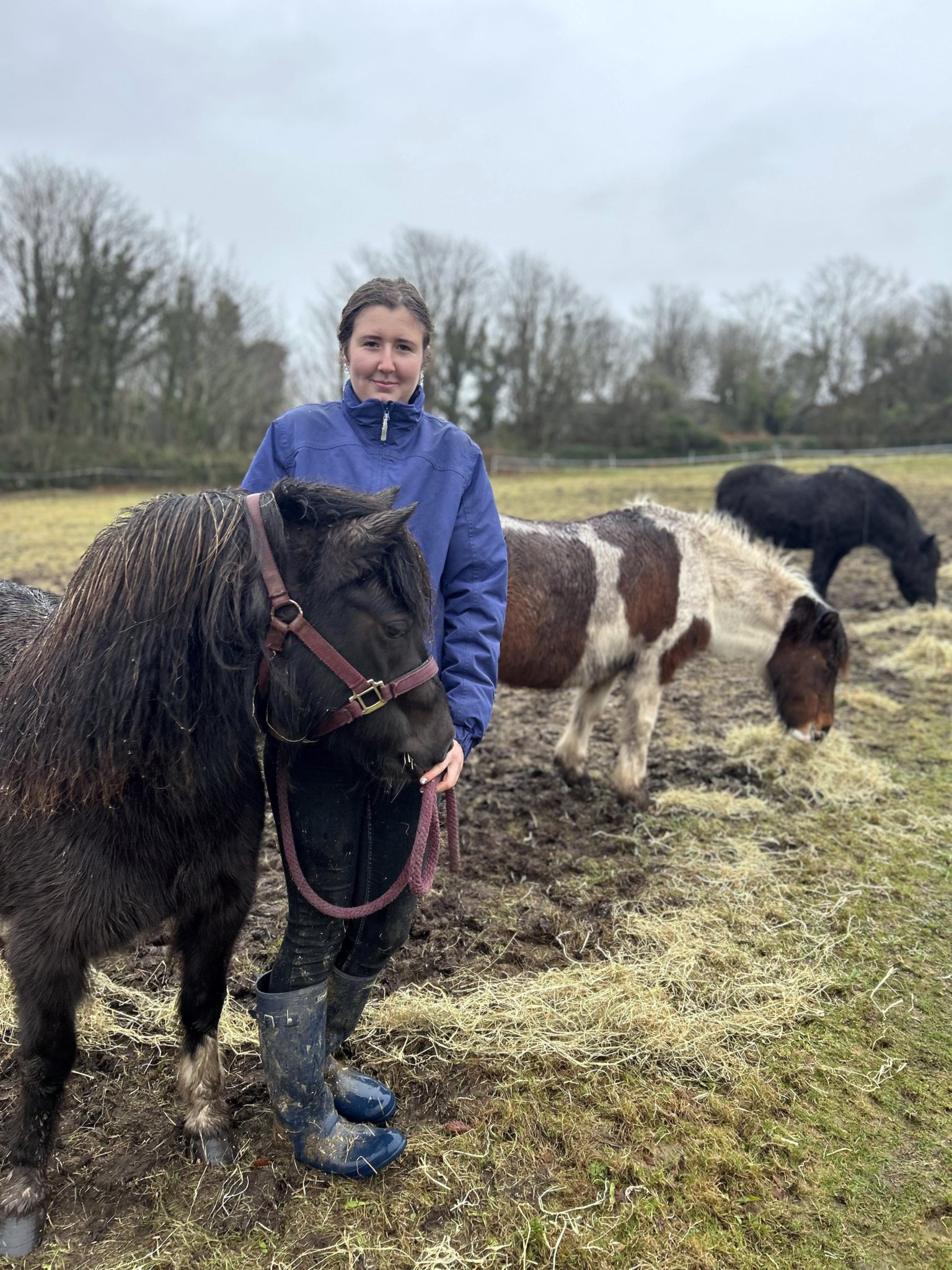 Dartmoor pony charity looks for help to provide shelter and care