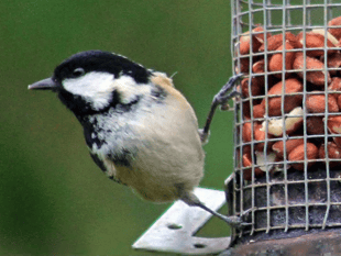 Naturewatch: Birds are wonderful to watch in the garden