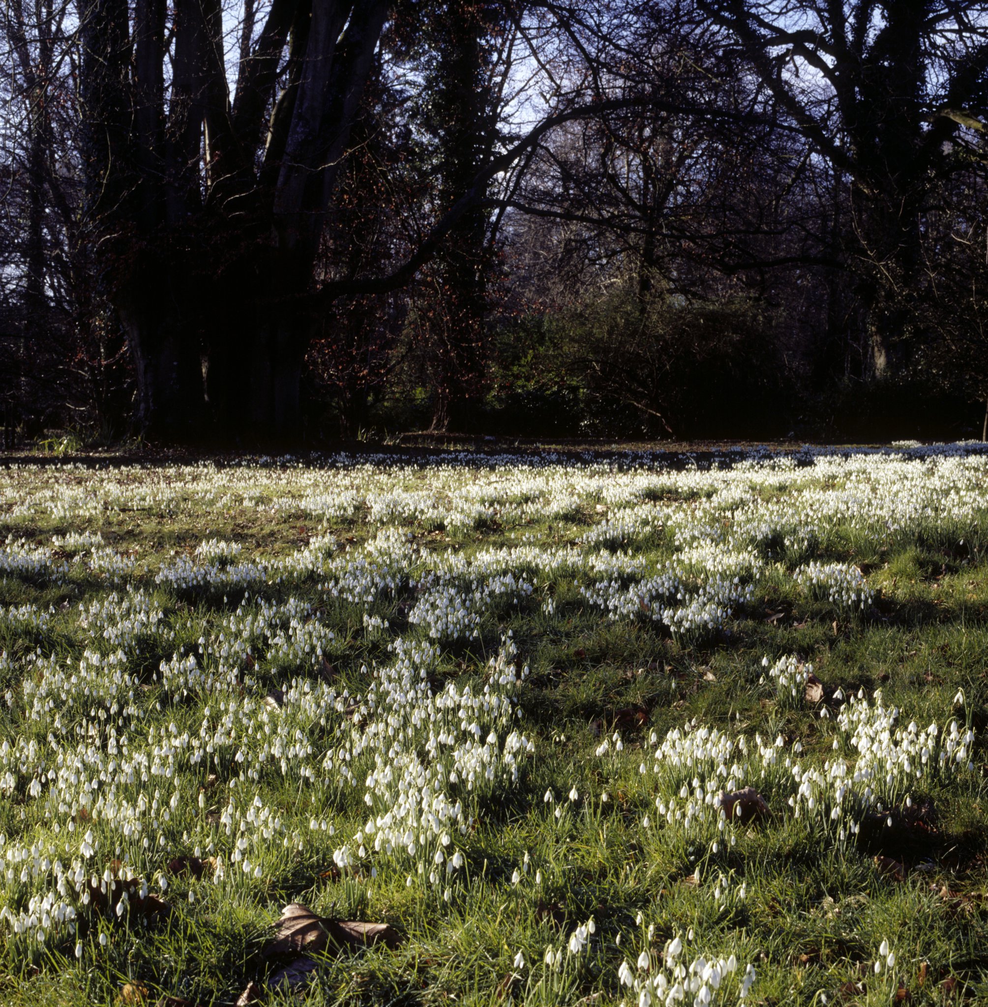 National Trust locations begin to show signs of spring 