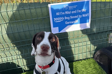 Milo, a one-year-old Beagle x Spaniel