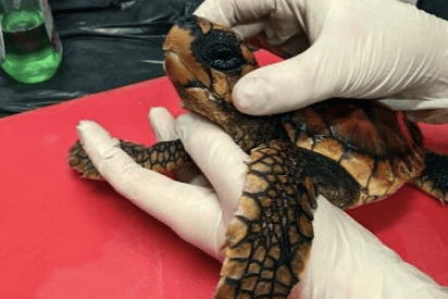 One of the sea turtles that has been treated at the Blue Reef Aquarium in Newquay and is set to be released back into the wild near the Canary Islands