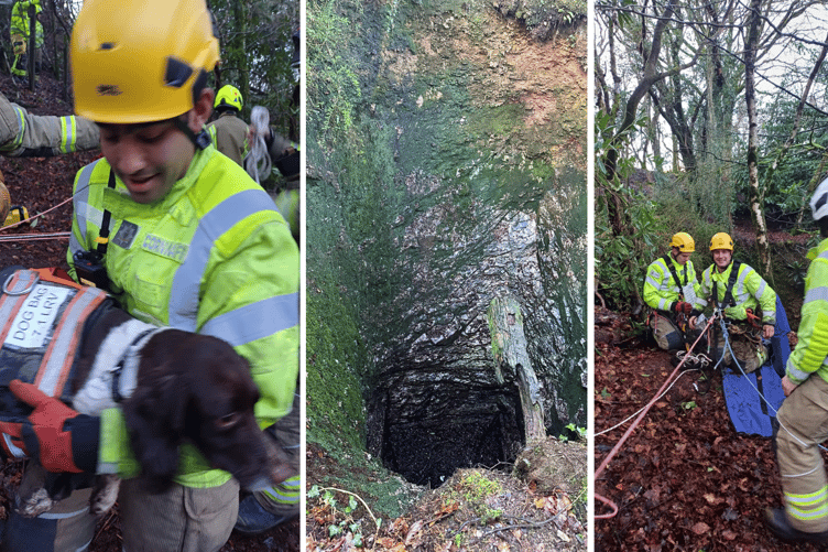 Daisy the dog rescue