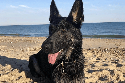 POLICE dog Reno, who helped Devon and Cornwall Police apprehend a man